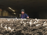 Champignons